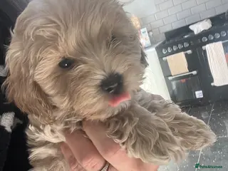 Cockapoo dogs Stunning cockapoo puppys - Advert 12
