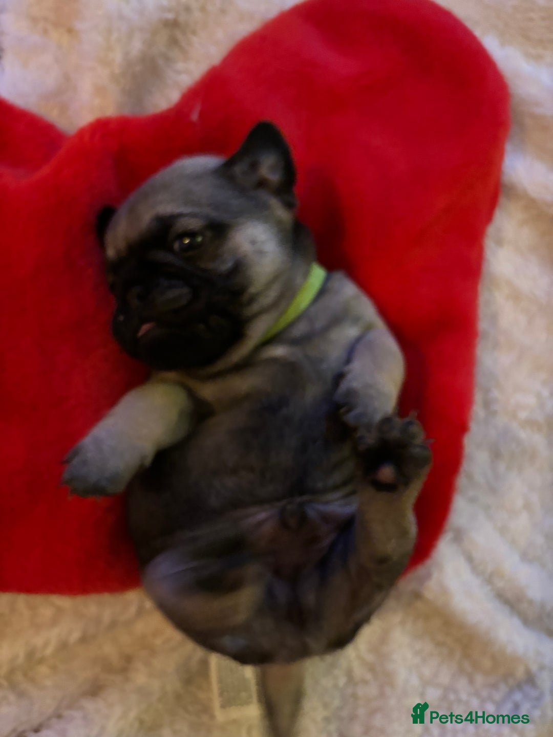 Pug dogs for sale: Pug puppies - Advert 15