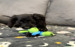 Cocker Spaniel dogs for sale: READY NOW 1 BLACK GIRL COCKER SPANIELS AVAILABLE  - Image 2