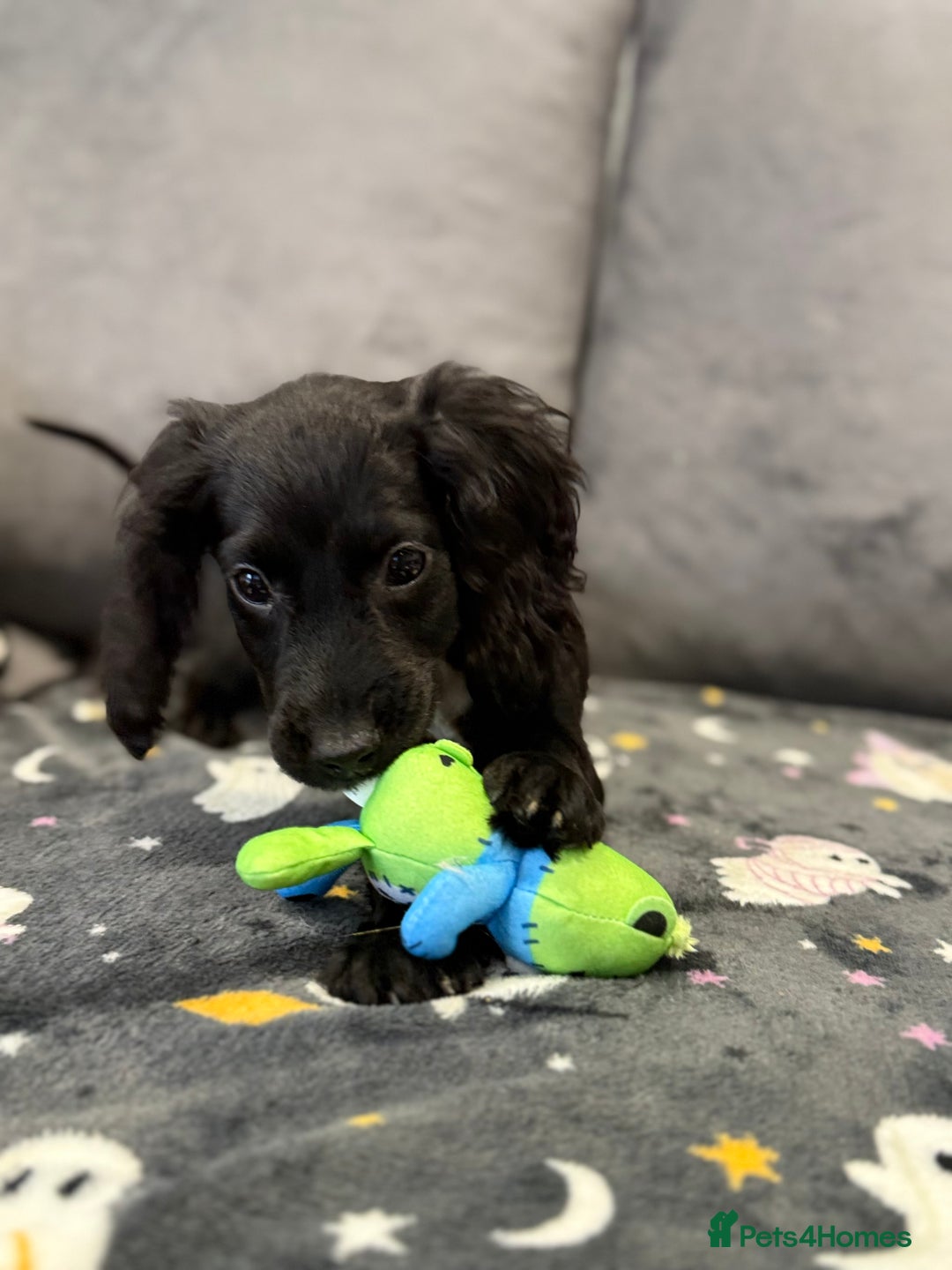 Cocker Spaniel dogs for sale: READY NOW 1 BLACK GIRL COCKER SPANIELS AVAILABLE  - Image 2