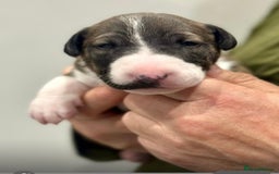 English Bull Terrier dogs for sale: Puppies Available  - Image 2