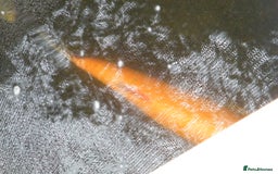 Koi Carp fish for sale: pond clearence koi sturgeon carp - Image 6