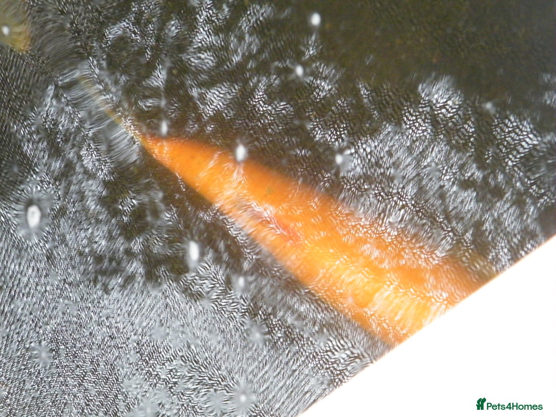 Koi Carp fish for sale: pond clearence koi sturgeon carp - Image 6