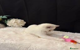British Shorthair cats for sale: 💗 Gorgeous Full Pedigree BSH Trusted Breeder 💗 - Image 27