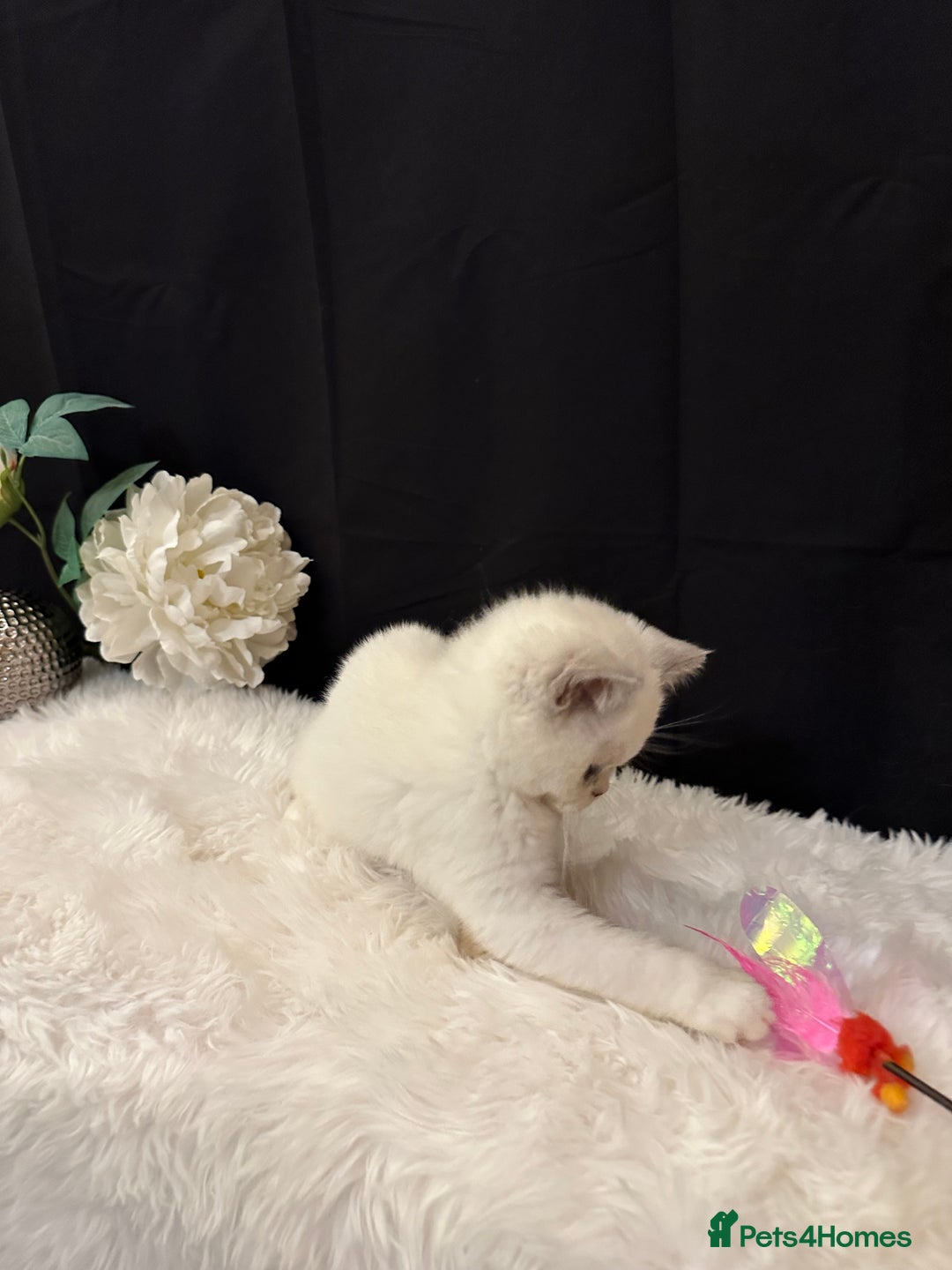 British Shorthair cats for sale: 💗 Gorgeous Full Pedigree BSH Trusted Breeder 💗 - Image 27