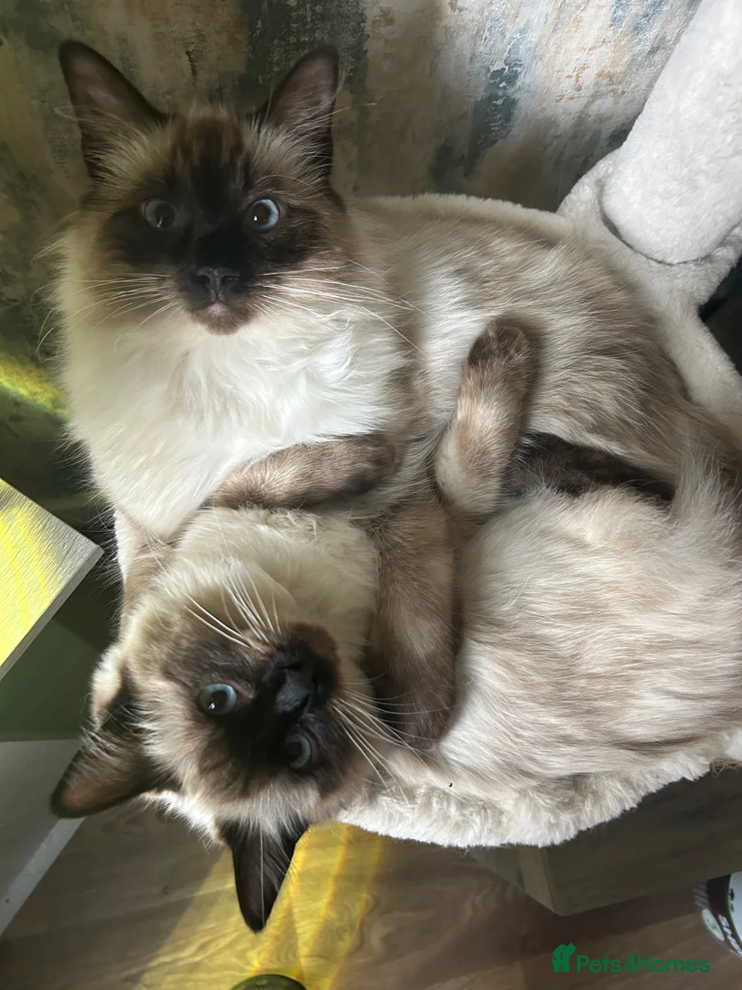 Ragdoll cats for sale: Male and Female Ragdolls available  in Worcester - Advert 1