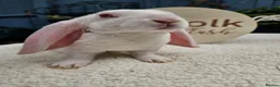 Rex rabbits for sale: Luxury Velveteen Lops  - Advert 17
