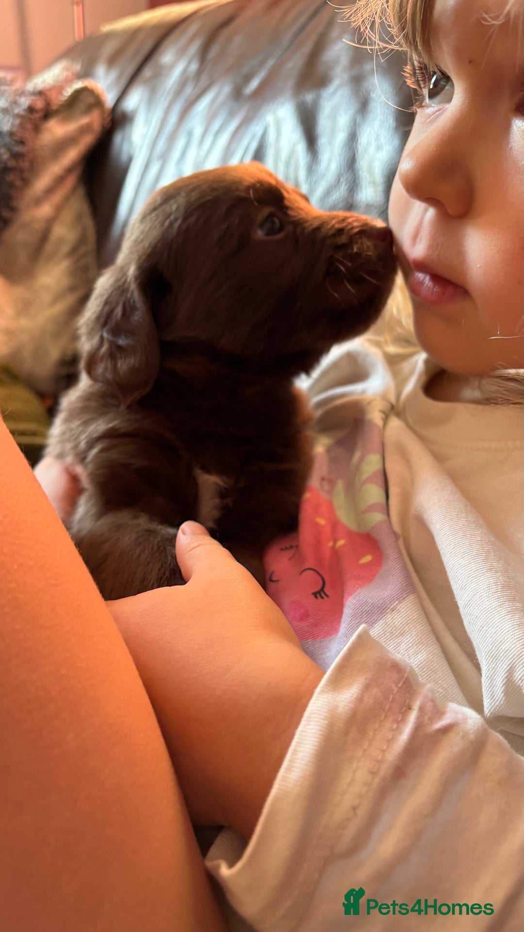 Labradoodle dogs for sale: Irresistible Labradoodles  - Image 1
