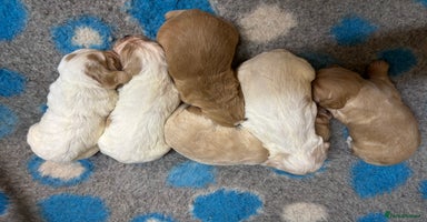 Cocker Spaniel dogs - Advert 6