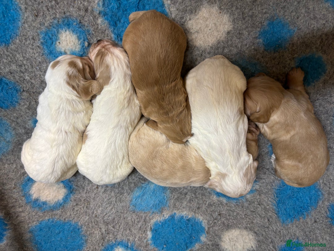 Cocker Spaniel dogs for sale: 100% proper Cocker spaniel pups for sale - Image 1