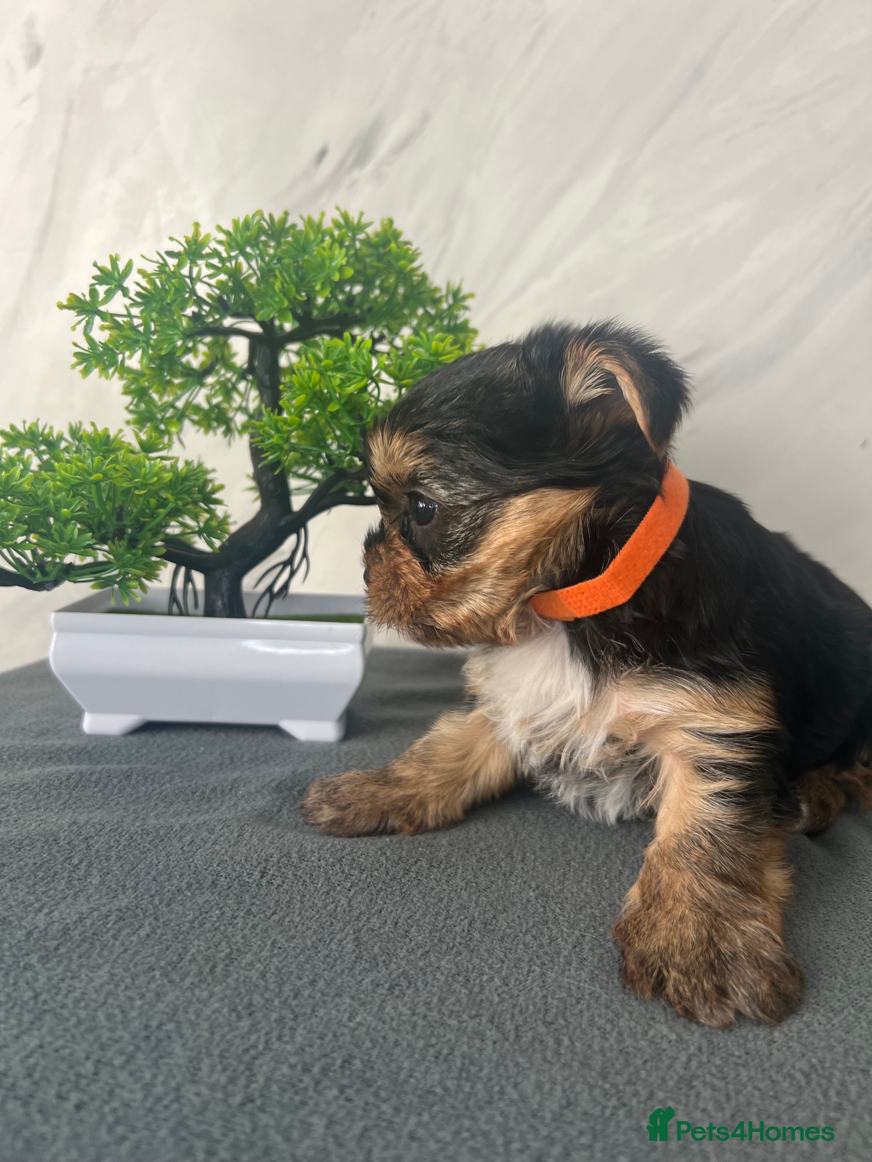 Yorkshire Terrier dogs Beautiful Yorkshire Terrier Puppies - Advert 2