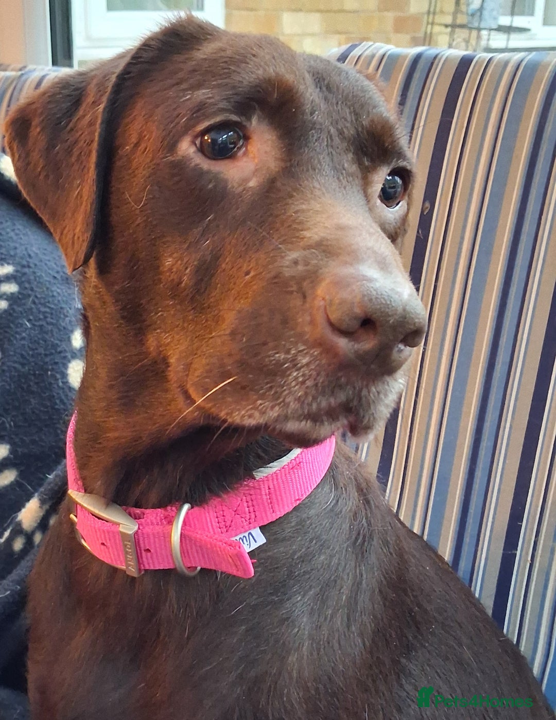 Labrador Retriever dogs for sale: Stunning big pedigree labrador puppies - Advert 15