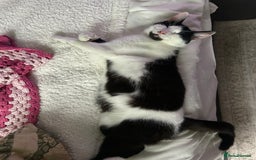 Mixed Breed cats for sale: 2 black kittens for sale. - Advert 11