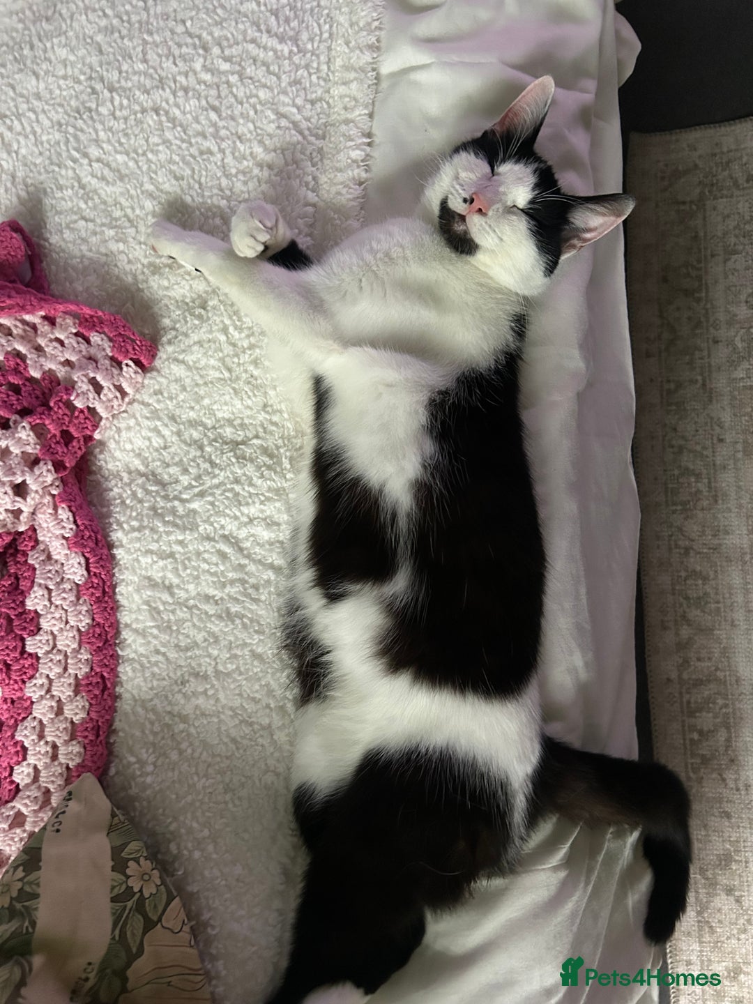 Mixed Breed cats for sale: 2 black kittens for sale. - Advert 11