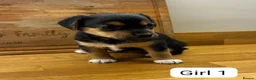 Jack Russell dogs for sale: Beautiful Black and Tan Jack Russell Puppies in Loughborough - Advert 5