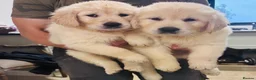 Golden Retriever dogs for sale: Golden retriever puppies - Advert 10