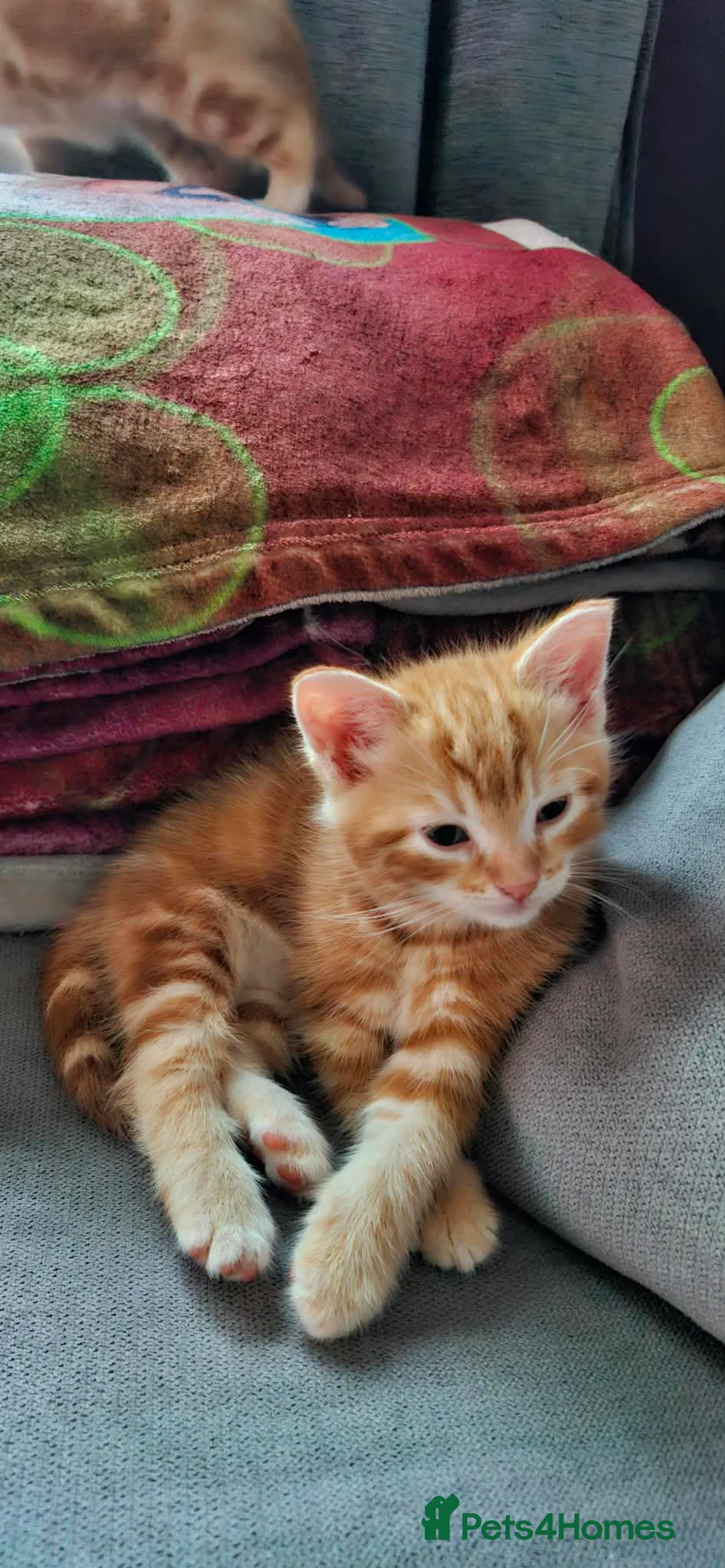 Mixed Breed cats for sale: Ginger boys - Advert 8