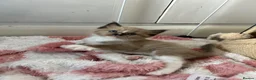 Ragdoll cats for sale: Stunning Ragdoll kittens  - Advert 7