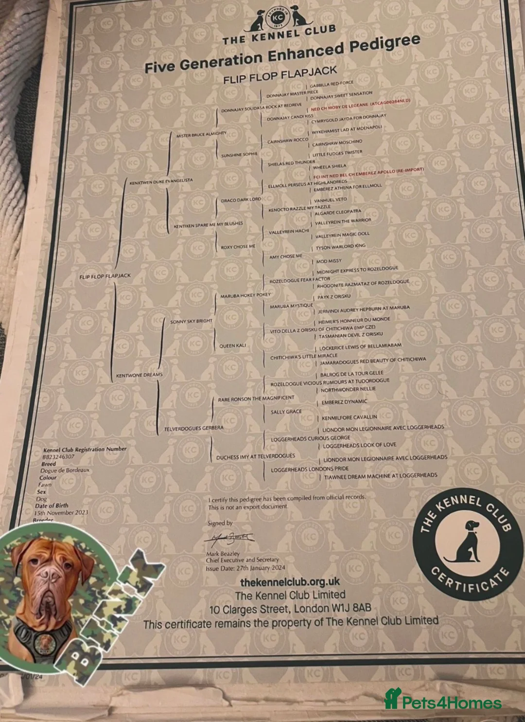 Dogue De Bordeaux dogs for stud: Dogue De Bordeaux proven Stud champion in blood - Advert 2
