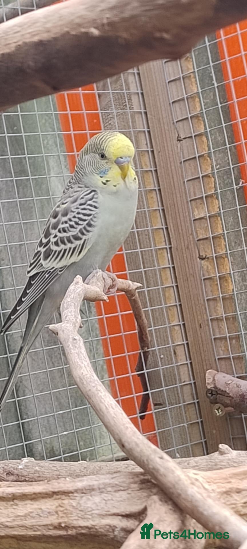Budgerigars birds Baby budgies, easily tamed. Mixed colours - Advert 6