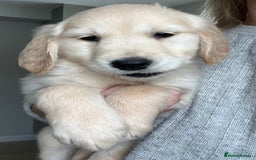 Golden Retriever dogs for sale: Beautiful Chunky KC Golden Retriever Puppies - Image 26