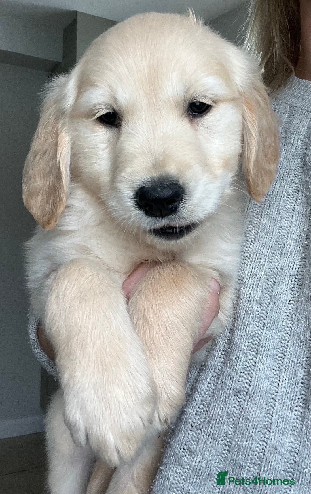 Golden Retriever dogs for sale: Beautiful Chunky KC Golden Retriever Puppies - Image 26