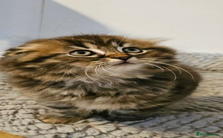 Scottish Fold cats - Advert 2