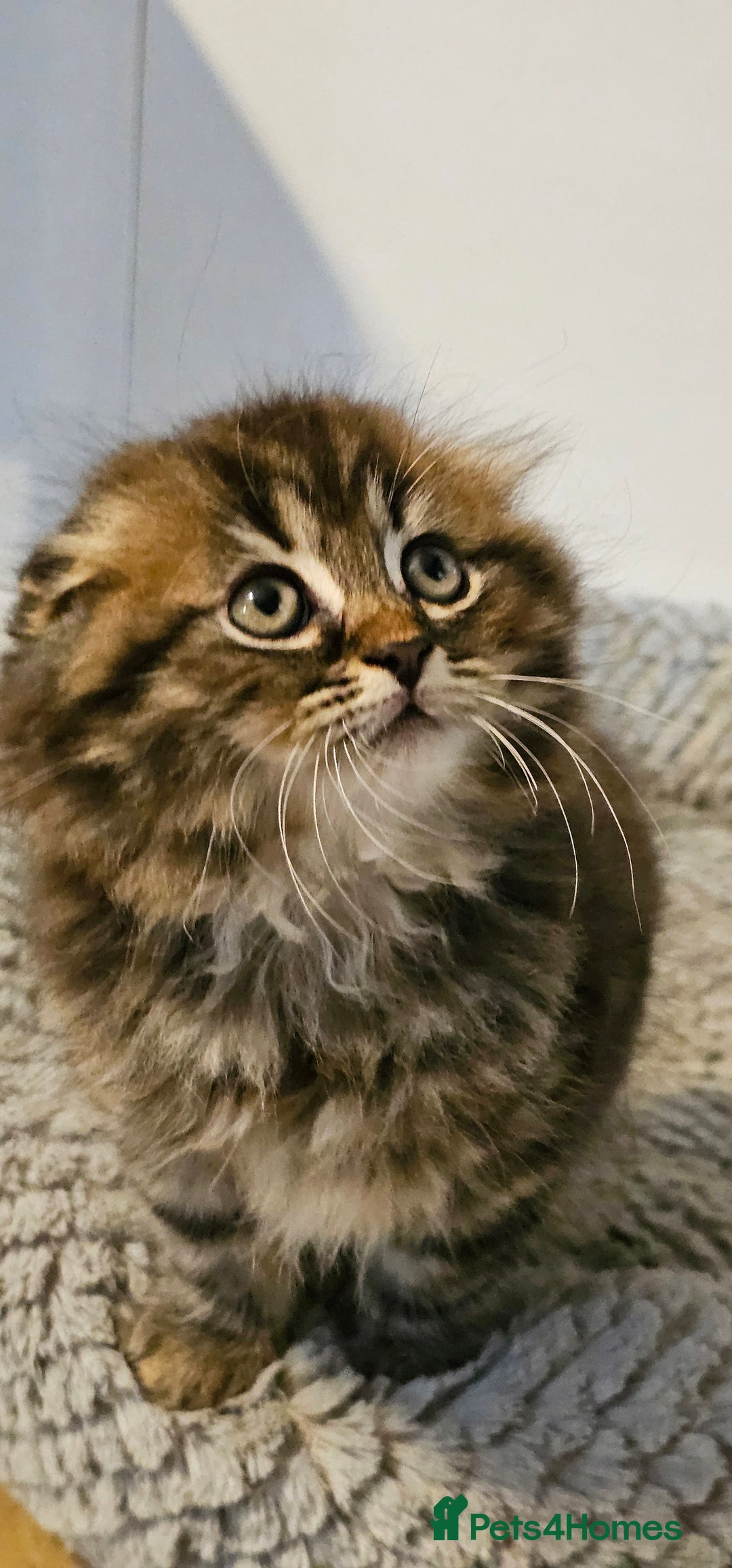Scottish Fold cats for sale: Adorable scotish fold few straight ears kittens  - Image 1