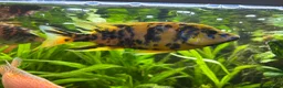Cichlids fish for sale: Cichlids and clown loach for sale  in Ware - Advert 15