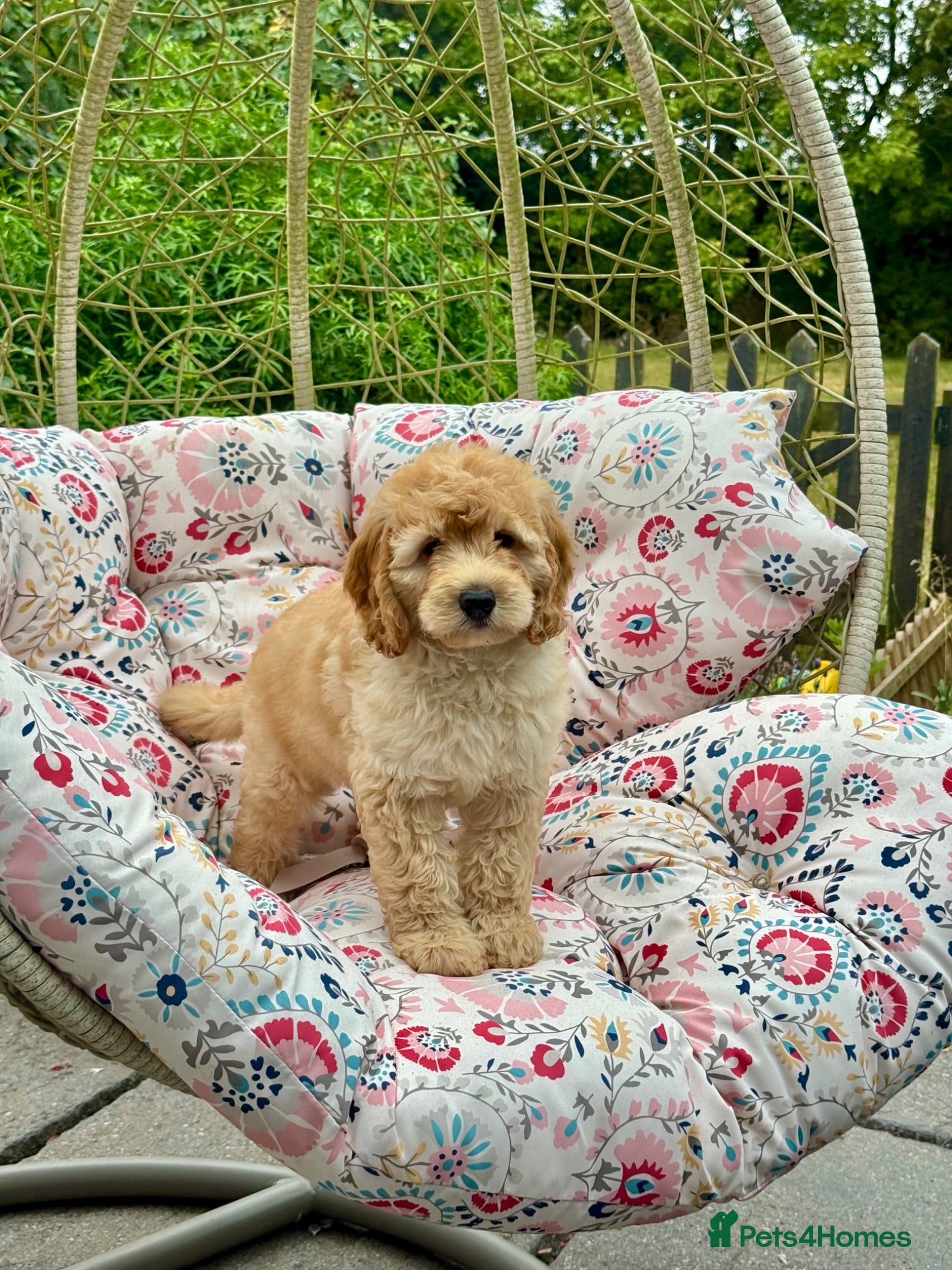 Mini Goldendoodle dogs 1 dna tested clear mini Goldendoodle puppies  - Advert 1