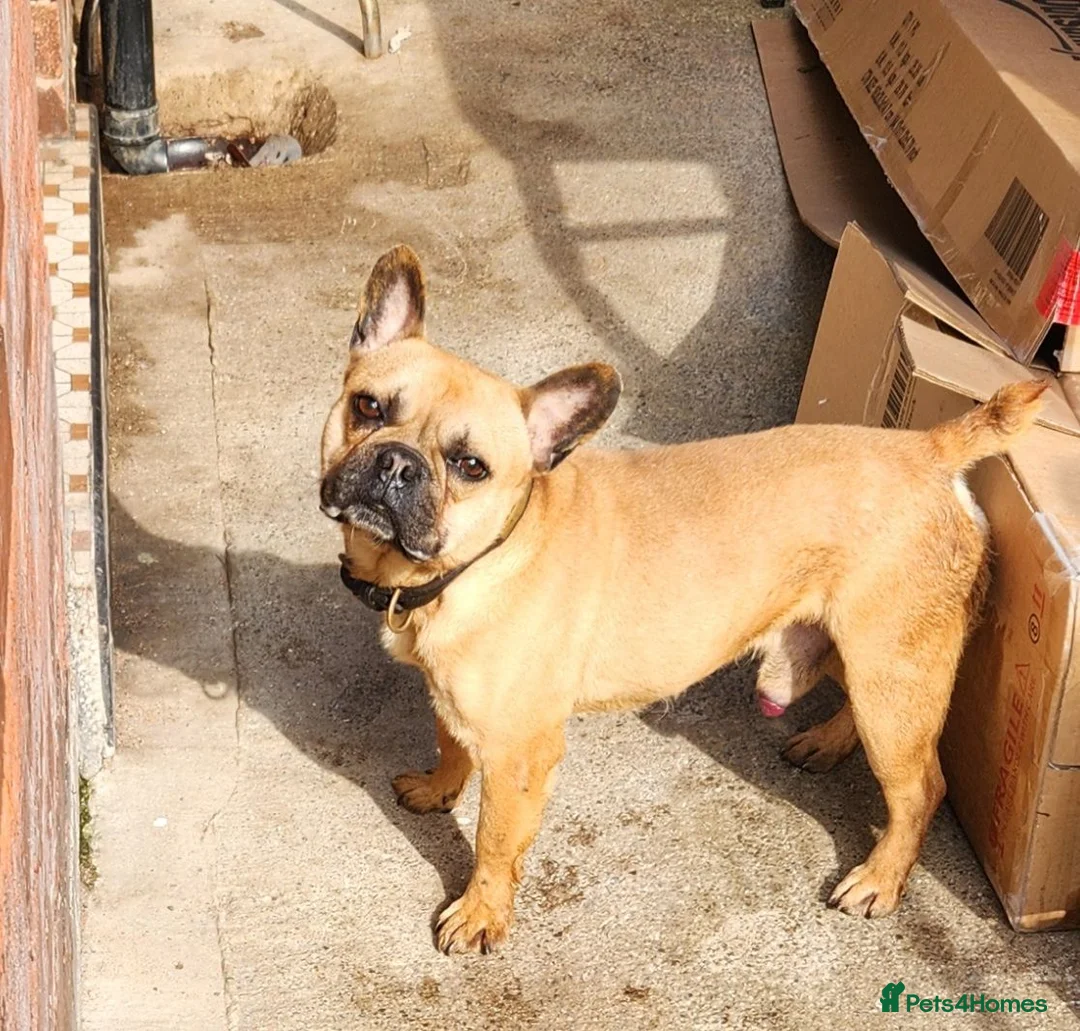 French Bulldog dogs for sale: Rocco and coco in Blackpool - Advert 1