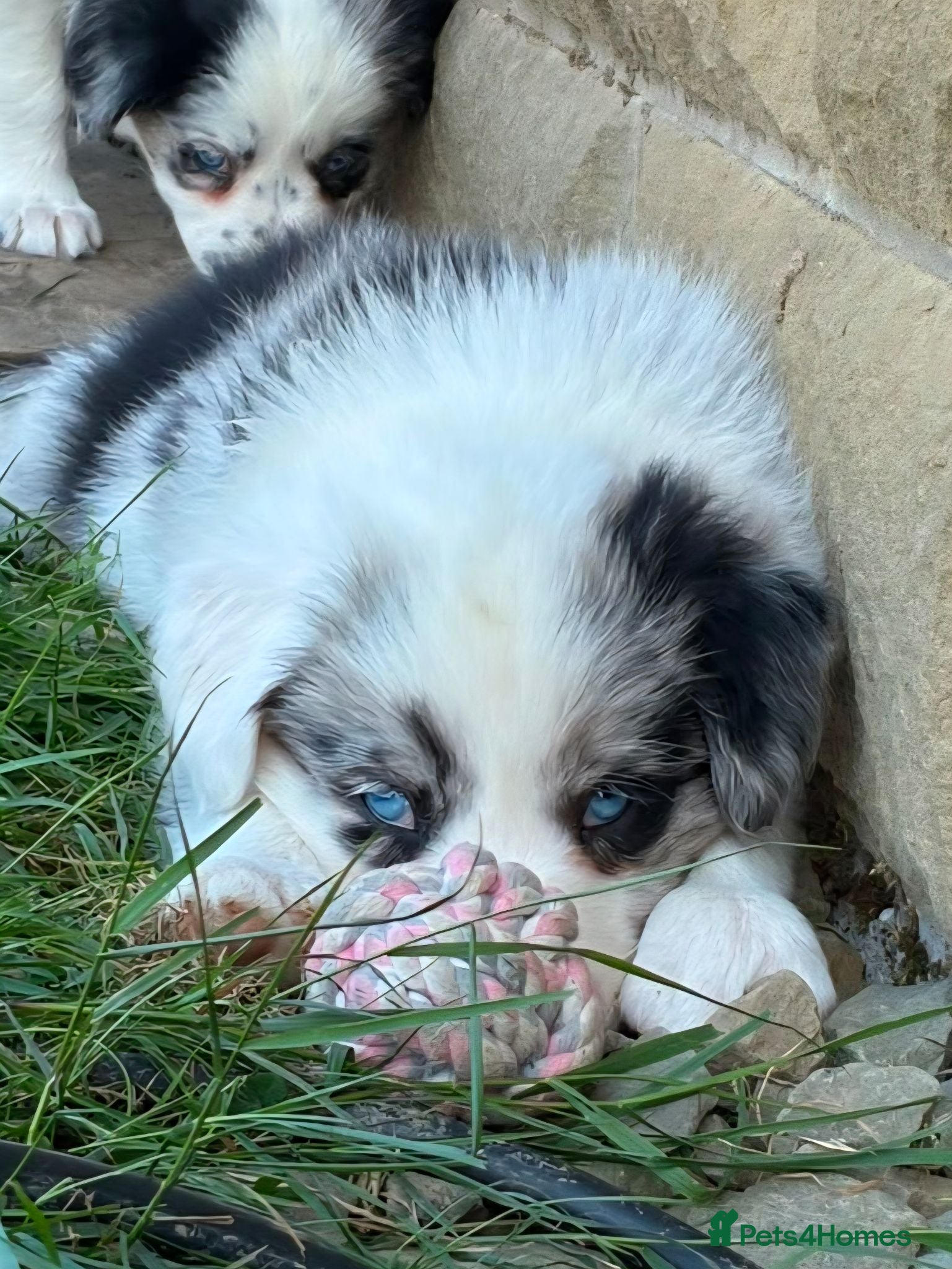 Border Collie dogs Quality farm reared border collies  - Advert 2