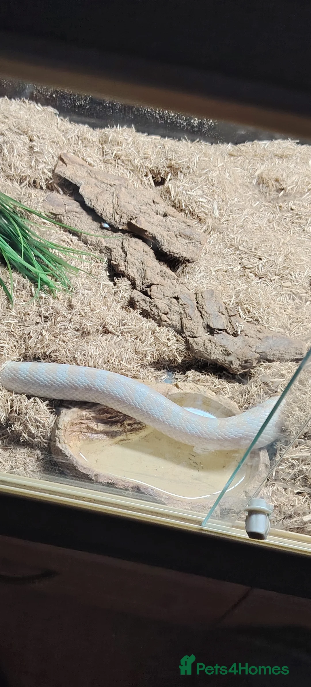 Corn Snake reptiles for sale: Around 6year old corn snake  - Advert 2