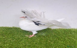 Pigeons birds for sale: Baby fantail pigeons - Image 6
