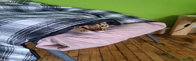 Bengal 1