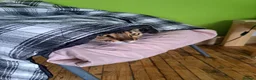 Bengal cats for sale: Wee Bob - Advert 6