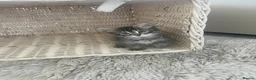 Mixed Breed cats for sale: Fluffy Tabby Kittens Ready  - Advert 11
