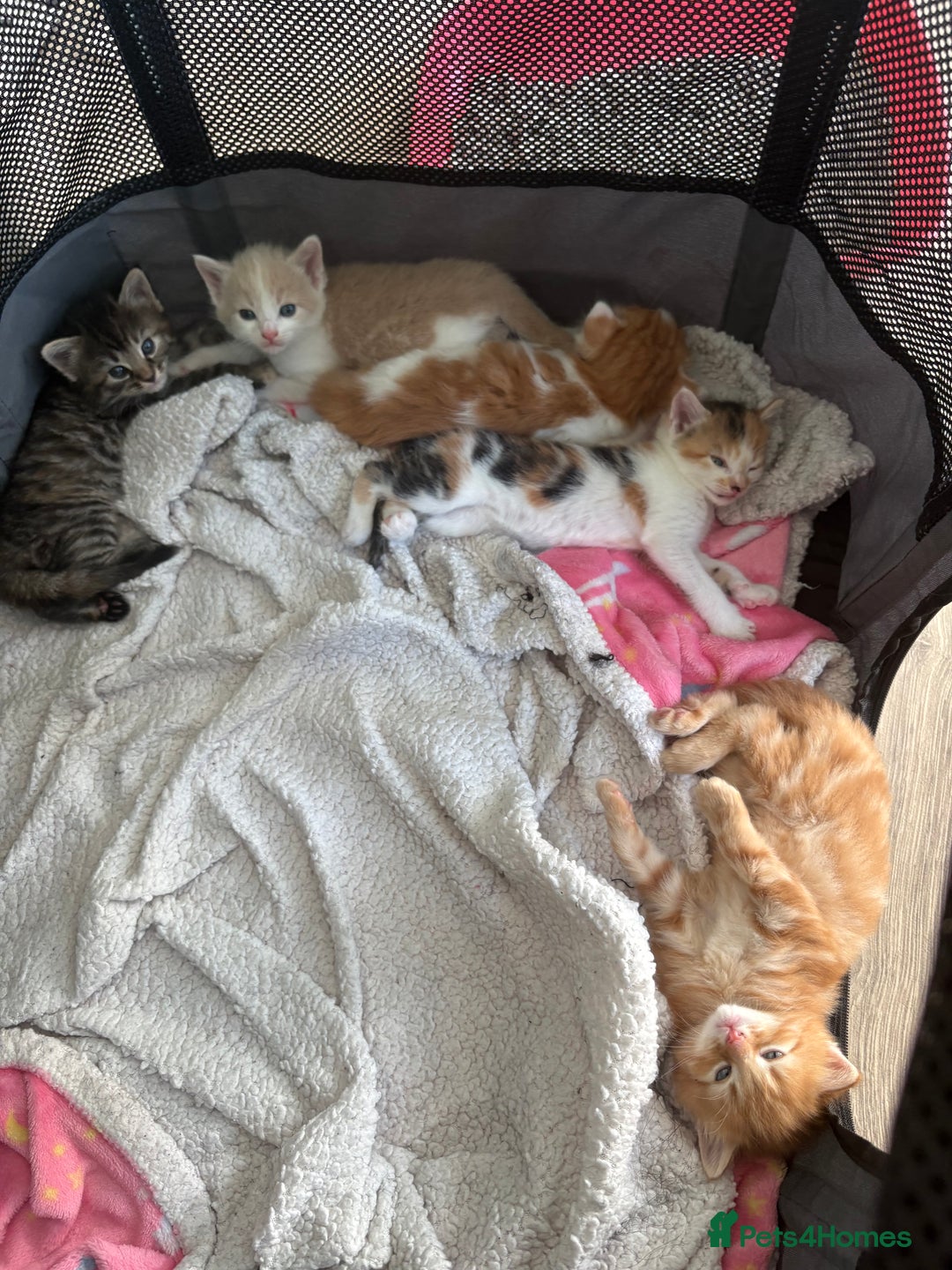 Bengal cats for sale: Kittens for sale - 2 girls, 3 boys ready this week - Image 2