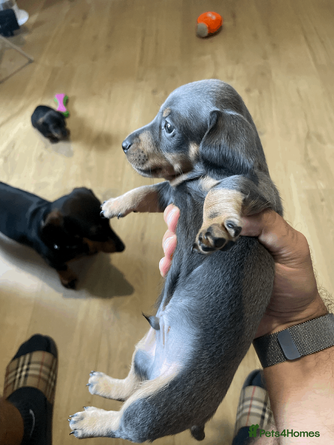 Miniature Dachshund dogs for sale: 🧬 🐶 Beautiful miniature dachshunds 🐶 🧬  - Image 5