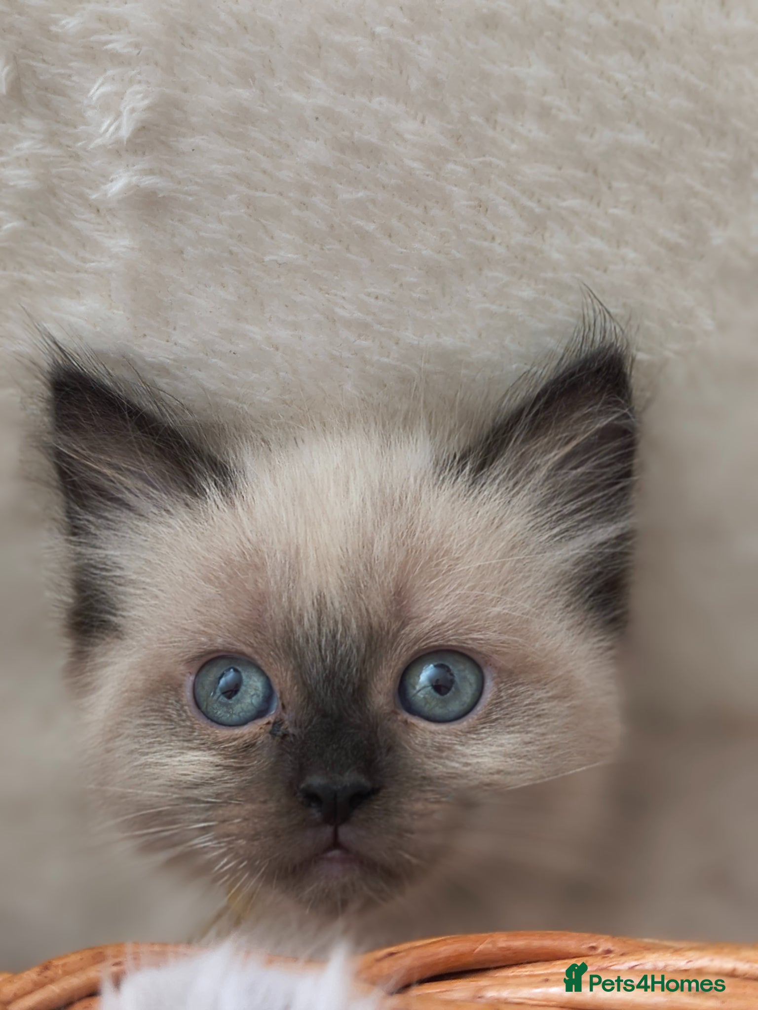 Ragdoll cats Perdolls  - Advert 2