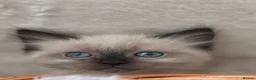 Ragdoll cats for sale: Perdolls  - Advert 26