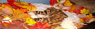Brown spotted boy