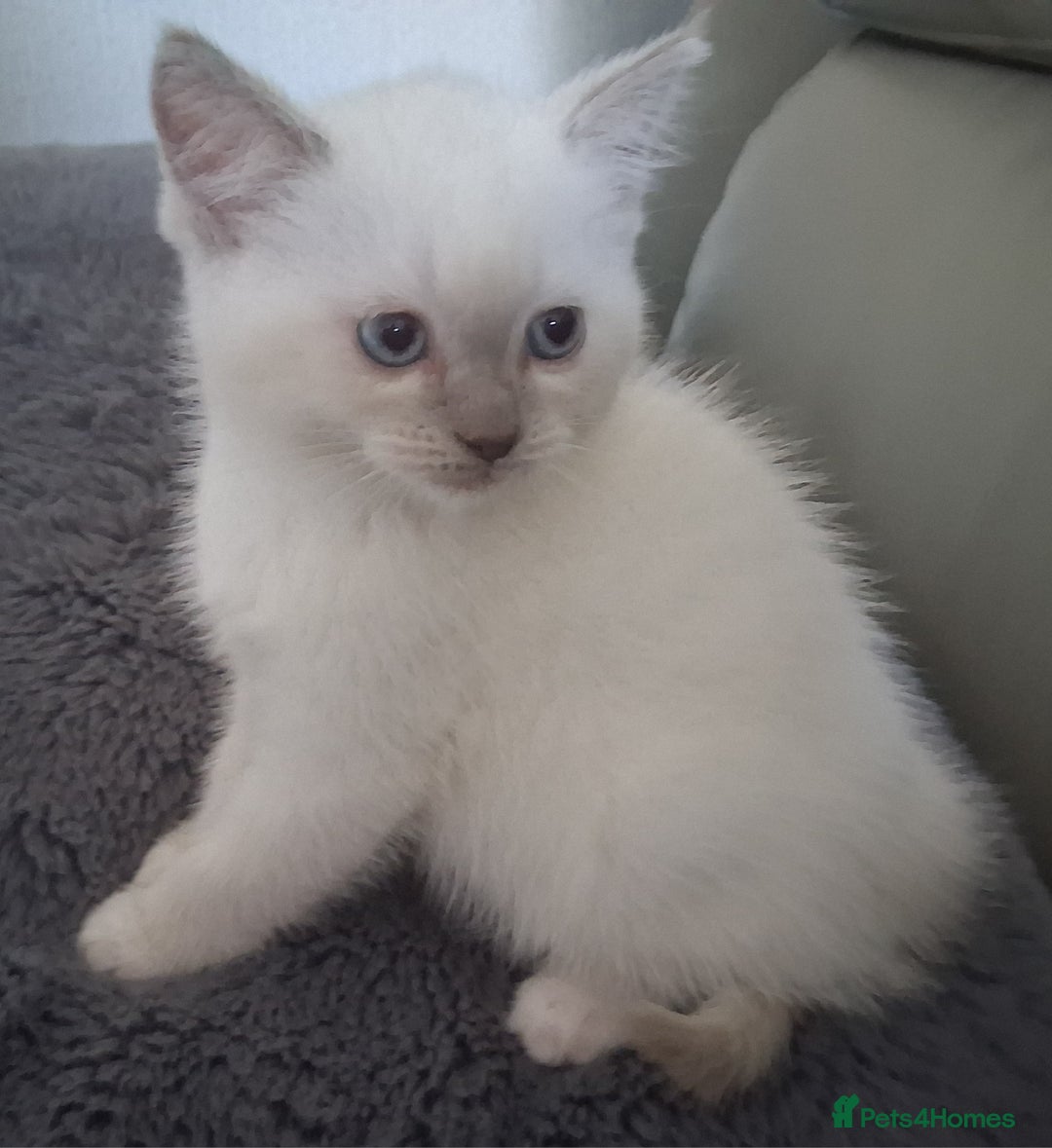 British Shorthair cats for sale: Adorable British short hair Kittens  - Image 12