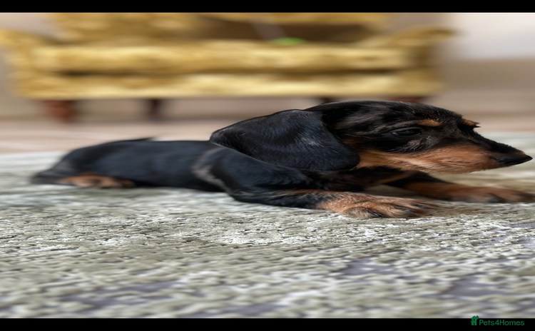 Dachshund dogs - Advert 6