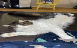 Mixed Breed cats for sale: Female Cat - Image 2