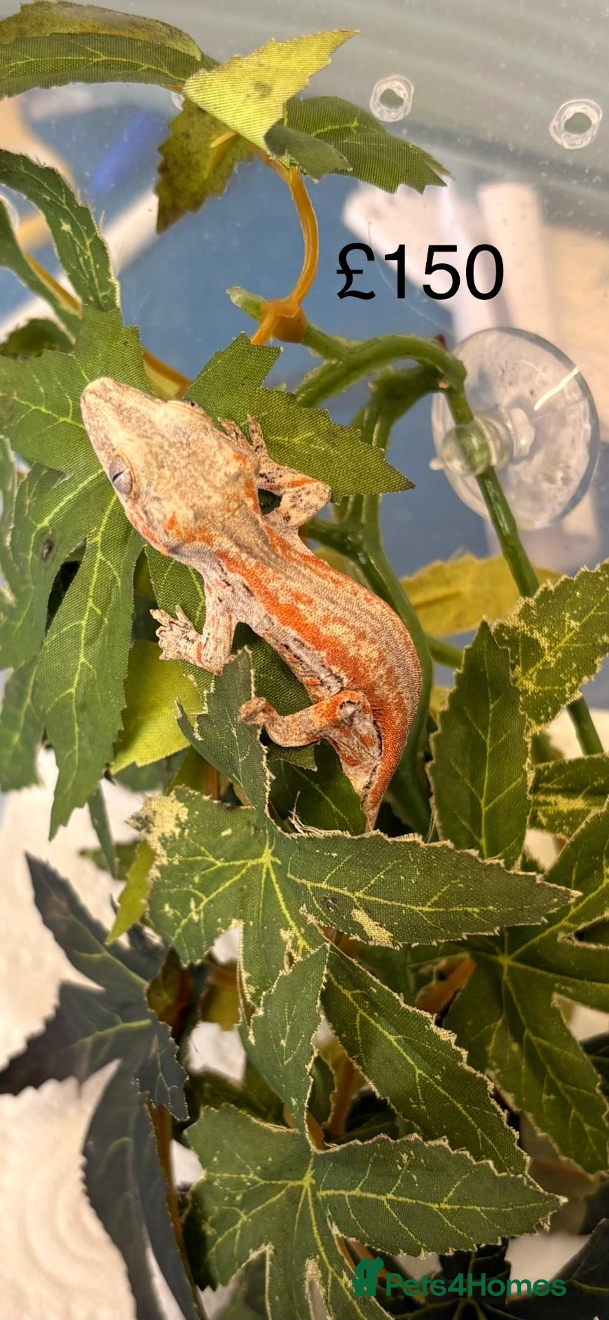Gecko reptiles Chahoua and gargoyle geckos various  - Advert 21