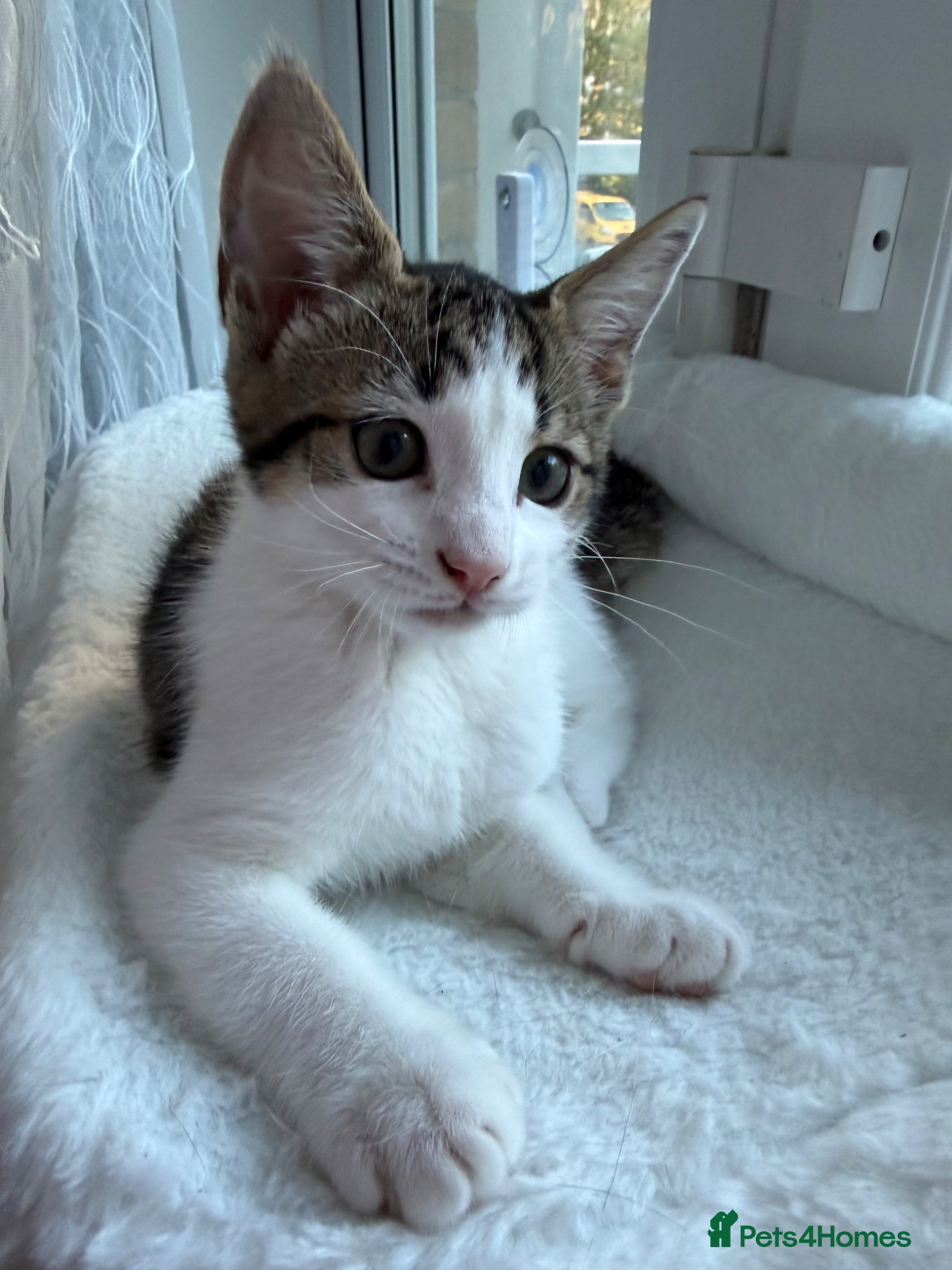 Mixed Breed cats for sale: Female 2 months  - Advert 1