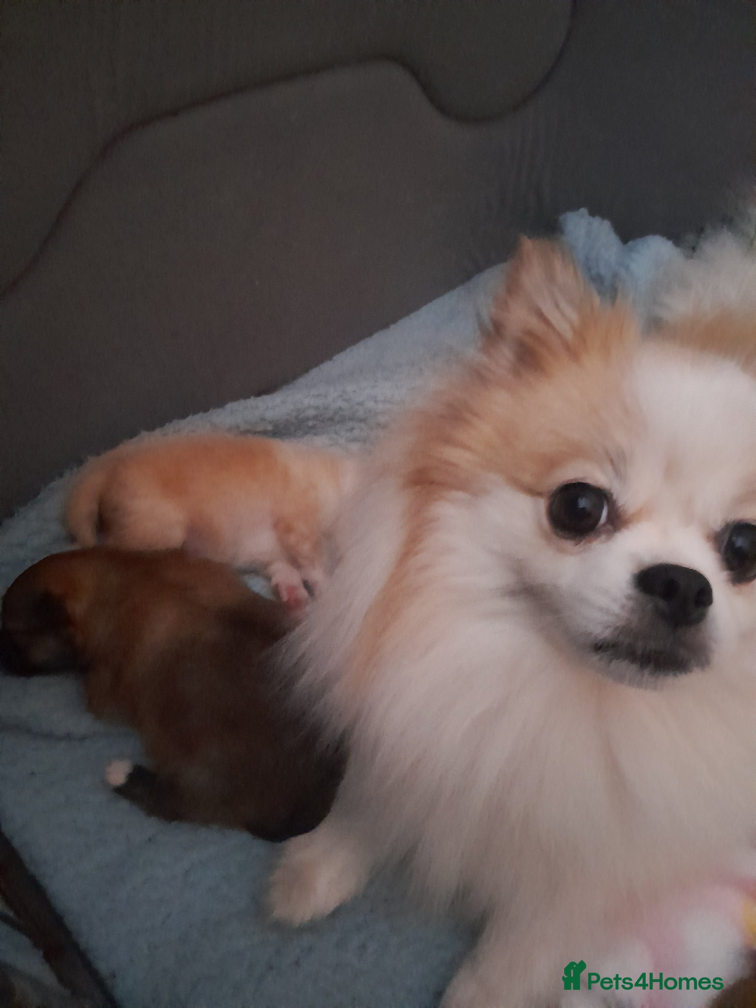 Pomeranian dogs Pomeranian  - Advert 4