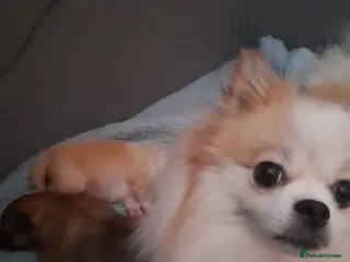 Pomeranian dogs Pomeranian - Advert 13