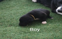 Borador dogs for sale: Beautiful litter of borador pups ready now - Image 11